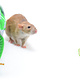 Trixie Knaagdier Knuffeltunnel 35 cm voor Cavia’s, Ratten & Fretten