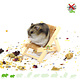 Knaagdierwinkel® Hamsterscaping Deco Silla plegable de madera 9,5 cm