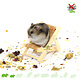 Knaagdierwinkel® Składane krzesło z drewna Hamsterscaping Deco 9,5 cm
