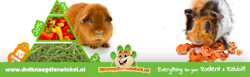 De Geheimen van de Cavia's Spijsvertering: Ontdekkingen en Voedingswijsheid