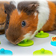 Trixie Snack Board Foraging Toy for Rodents & Rabbits