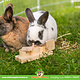 Trixie Wooden Snack Cups 15 cm for Rodents and Rabbits