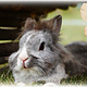 Trixie ¡Puente Trixie Willow para roedores, conejos y hurones!