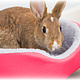 Trixie Cesta Relax de 35 cm para ratas, cobayas y conejos.