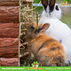 Trixie Huis Ila 40 cm met Hooiruif voor Cavia’s & Kleine Konijnen