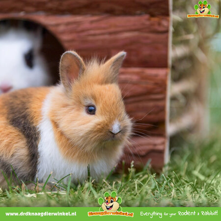 Trixie Huis Ila 40 cm met Hooiruif voor Cavia’s & Kleine Konijnen