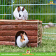 Trixie House Ila 40 cm with Hay Rack for Guinea Pigs & Small Rabbits