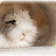 Trixie Pluche Relax Tunnel Beige 80 cm voor Cavia’s, Konijnen & Fretten
