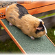 Trixie Houten Loopplank 50 cm voor Cavia’s & Konijnen