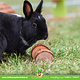 Trixie Juego de mancuernas de madera de 4,5 cm para roedores y conejos
