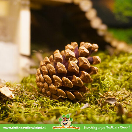 Pine cone 6 pieces for Rodents & Rabbits!