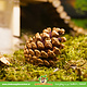 Elmato Pine cone 6 pieces for Rodents & Rabbits!