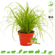 Fresh BIO Cat Grass Plant
