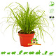 Knaagdier Kruidenier Fresh BIO Cat Grass Plant