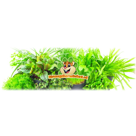 Knaagdier Kruidenier Plante d'herbe à chat bio fraîche