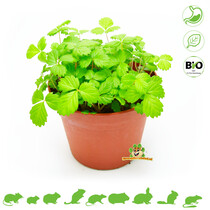 Verse BIO Wilde Aardbei Plant