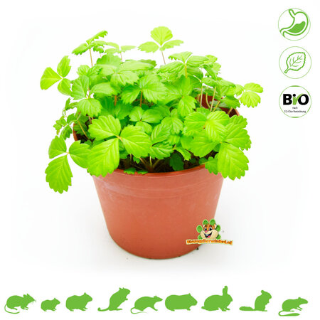 Knaagdier Kruidenier Fresh BIO Wild Strawberry Plant