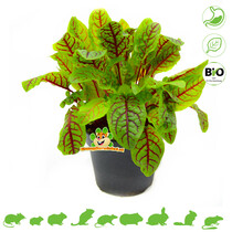 Fresh BIO Blood Sorrel Plant