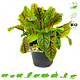 Knaagdier Kruidenier Fresh BIO Blood Sorrel Plant