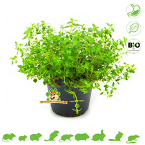 Fresh BIO Thyme Plant