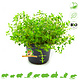 Knaagdier Kruidenier Fresh Organic Thyme Plant