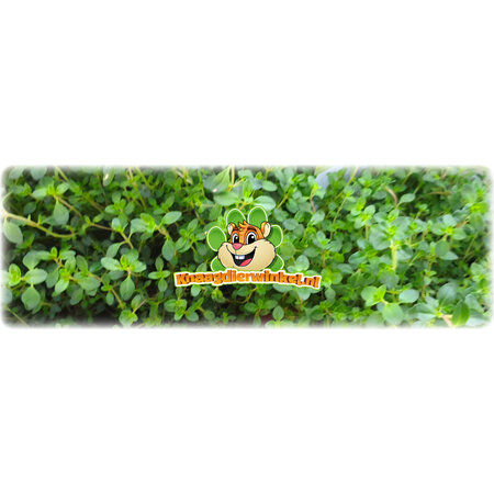 Knaagdier Kruidenier Fresh BIO Thyme Plant