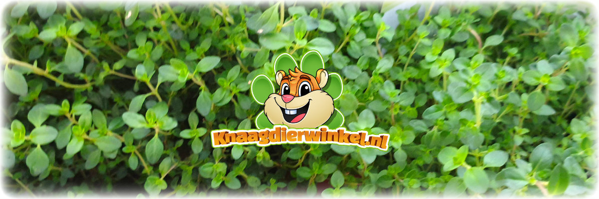 banner Knaagdier Kruidenier Verse BIO Tijm Plant - Verse en biologische tijmplant voor knaagdieren - Geschikt voor konijnen en knaagdieren - Rijk aan voedingsstoffen - Ideaal als knaagdierplant en kruiden