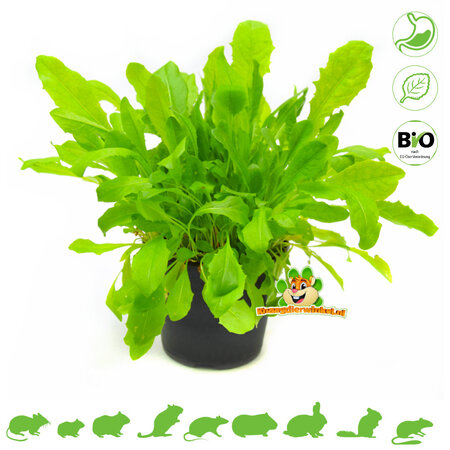 Knaagdier Kruidenier Planta de Diente de León Fresco BIO