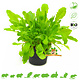 Knaagdier Kruidenier Fresh BIO Dandelion Plant