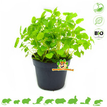 Verse BIO Melisse Plant