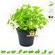Knaagdier Kruidenier Fresh Organic Melissa Plant