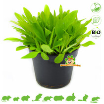 Fresh BIO Plantain Plant