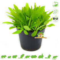 Verse BIO Weegbree Plant