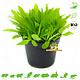 Knaagdier Kruidenier Fresh BIO Plantain Plant