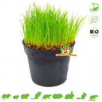 Fresh BIO Cat Grass Plant Fine