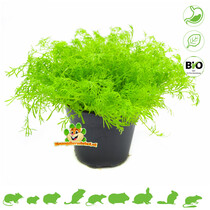 Fresh BIO Chamomile Plant