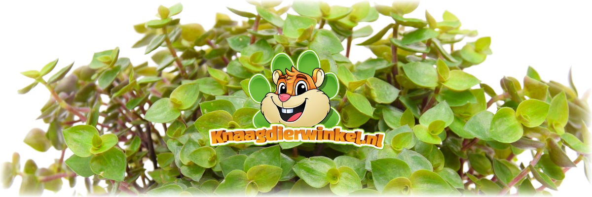 Banner Rodent Grocer Fresh BIO Vitamin Plant – Frische Bio-Vitaminpflanze für Nagetiere – Geeignet für Kaninchen und Nagetiere – Ideal als Nagetierpflanze und Vitaminquelle