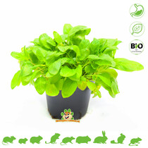 Fresh BIO Brunel Plant