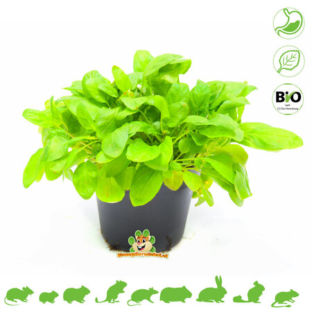 Knaagdier Kruidenier Fresh Organic Brunel Plant