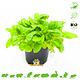 Knaagdier Kruidenier Fresh Organic Brunel Plant