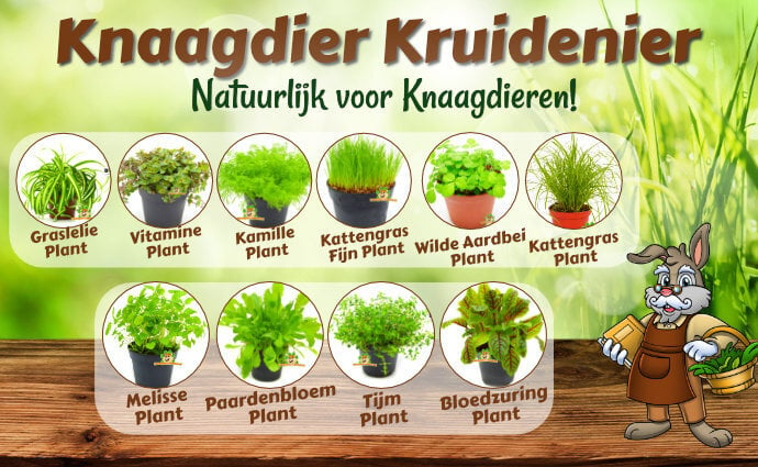 Verse Planten en kruiden voor knaagdieren en konijnen	