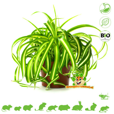 Knaagdier Kruidenier Fresh Organic Grass Lily Plant