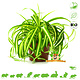 Knaagdier Kruidenier Fresh BIO Grass Lily Plant