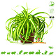 Knaagdier Kruidenier Frische BIO-Graslilienpflanze