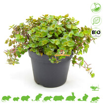 Verse BIO Vitamine Plant