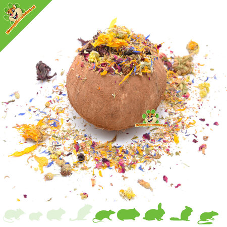 Knaagdierwinkel® Noix de Coco 12 cm pour Rongeurs & Lapins !