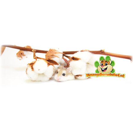 Knaagdierwinkel® Branches de coton avec bulbes