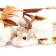 Knaagdierwinkel® Cotton branches with bulbs