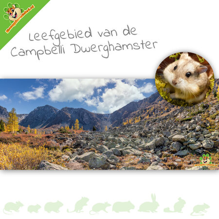 Knaagdierwinkel® HD Terrarium Achtergrond Leefgebied van de Campbelli Dwerghamster