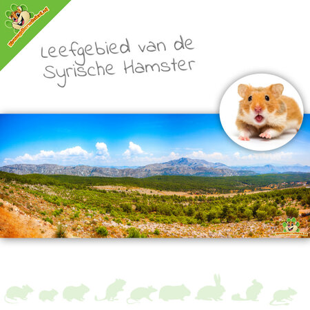 Knaagdierwinkel® Fond de terrarium HD Habitat du hamster syrien